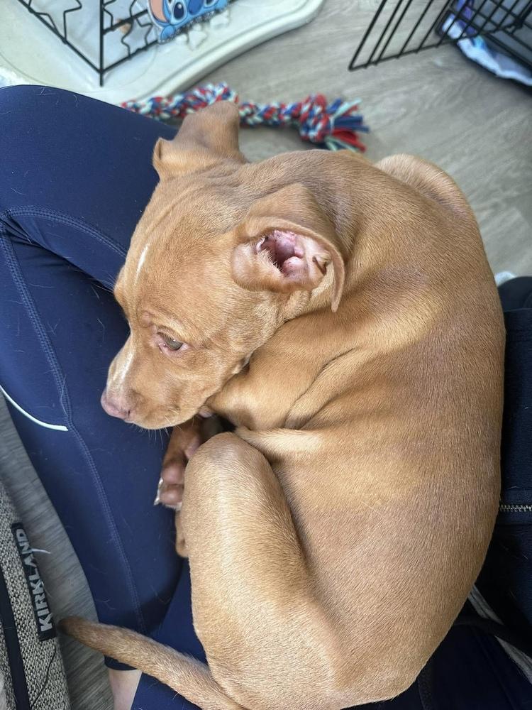 Kai, a Adoptable mixed breed in Valley Stream, NY image 1/6