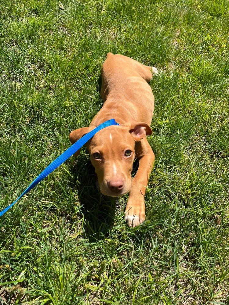 Kai, a Adoptable mixed breed in Valley Stream, NY image 2/6