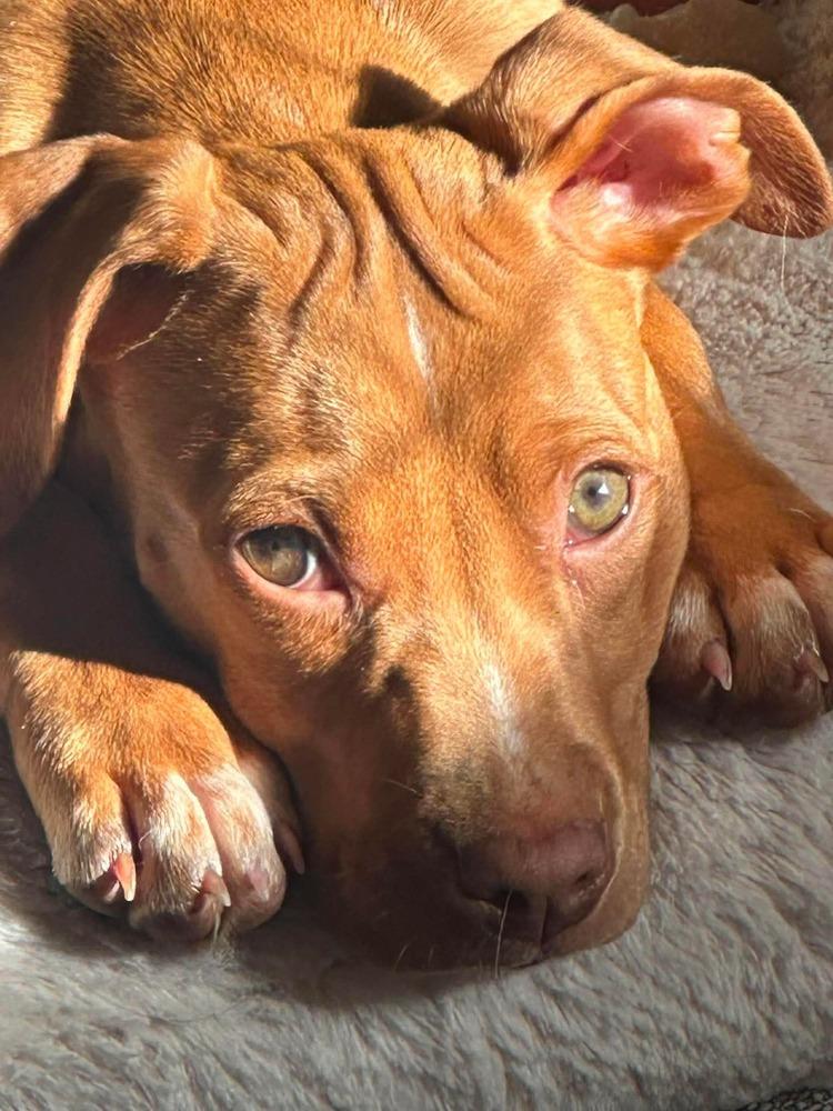 Kai, a Adoptable mixed breed in Valley Stream, NY image 4/6