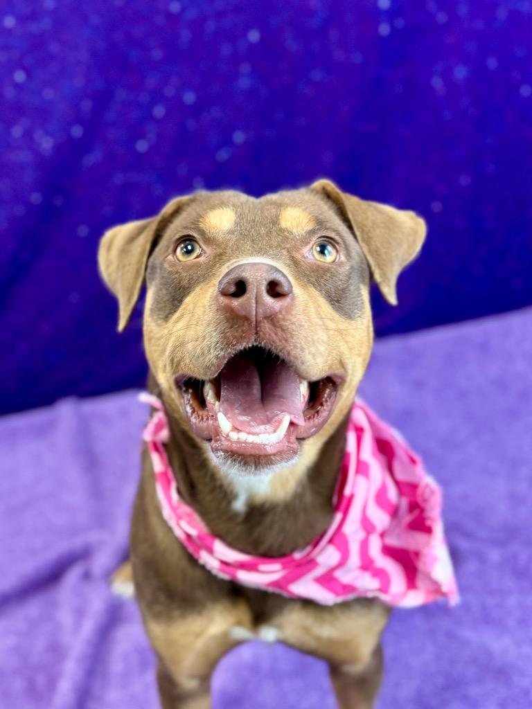 Coco Puff, Adoptable, Young Female Pit Bull Terrier.