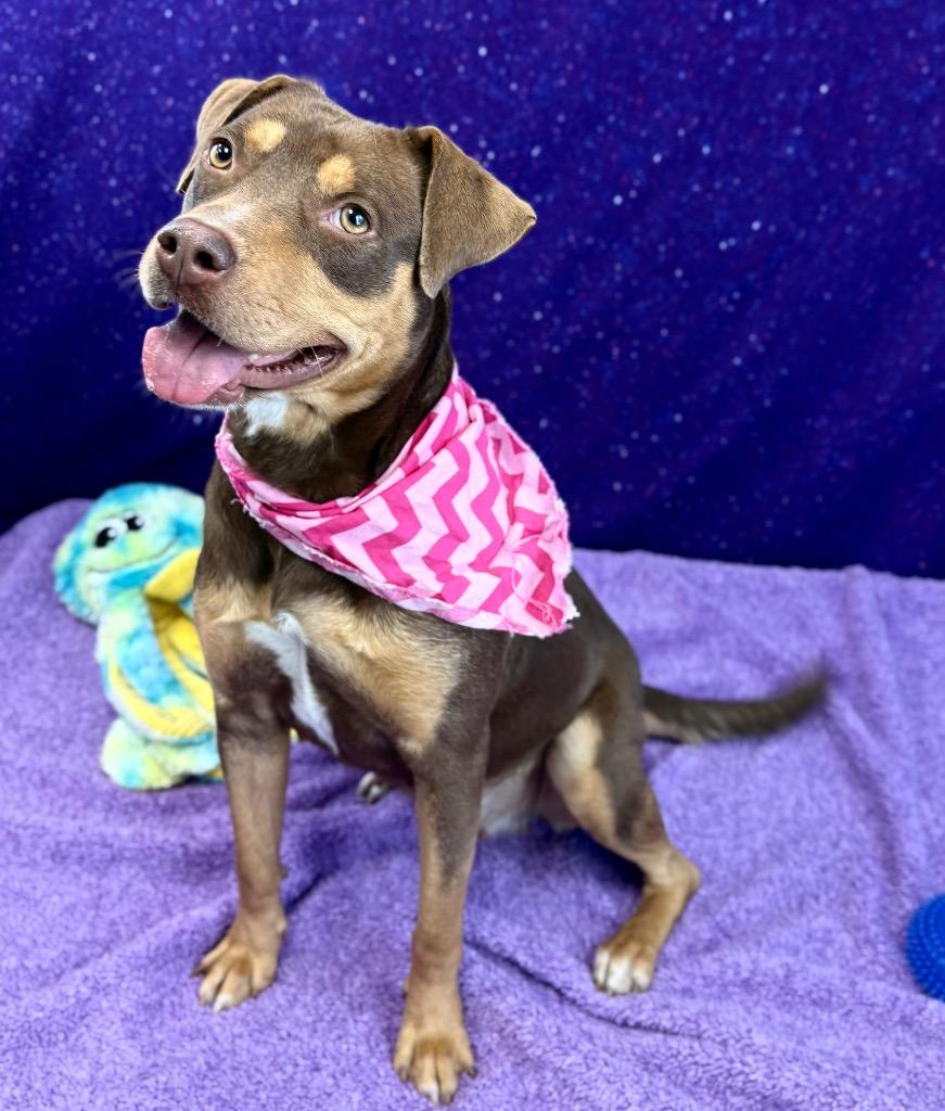 Enlarge Coco Puff, a Adoptable mixed breed in Nacogdoches, TX image 2/6