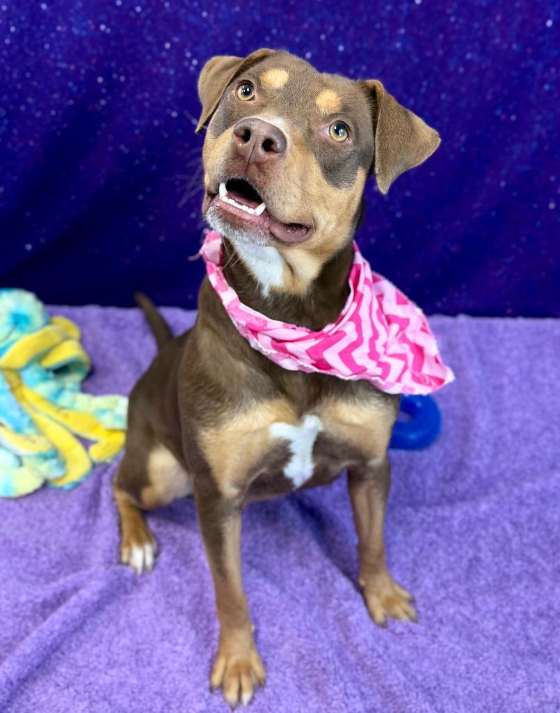 Enlarge Coco Puff, a Adoptable mixed breed in Nacogdoches, TX image 3/6