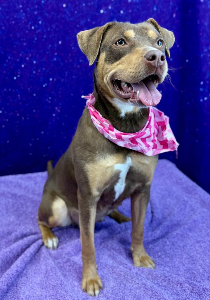 Enlarge Coco Puff, a Adoptable mixed breed in Nacogdoches, TX image 5/6