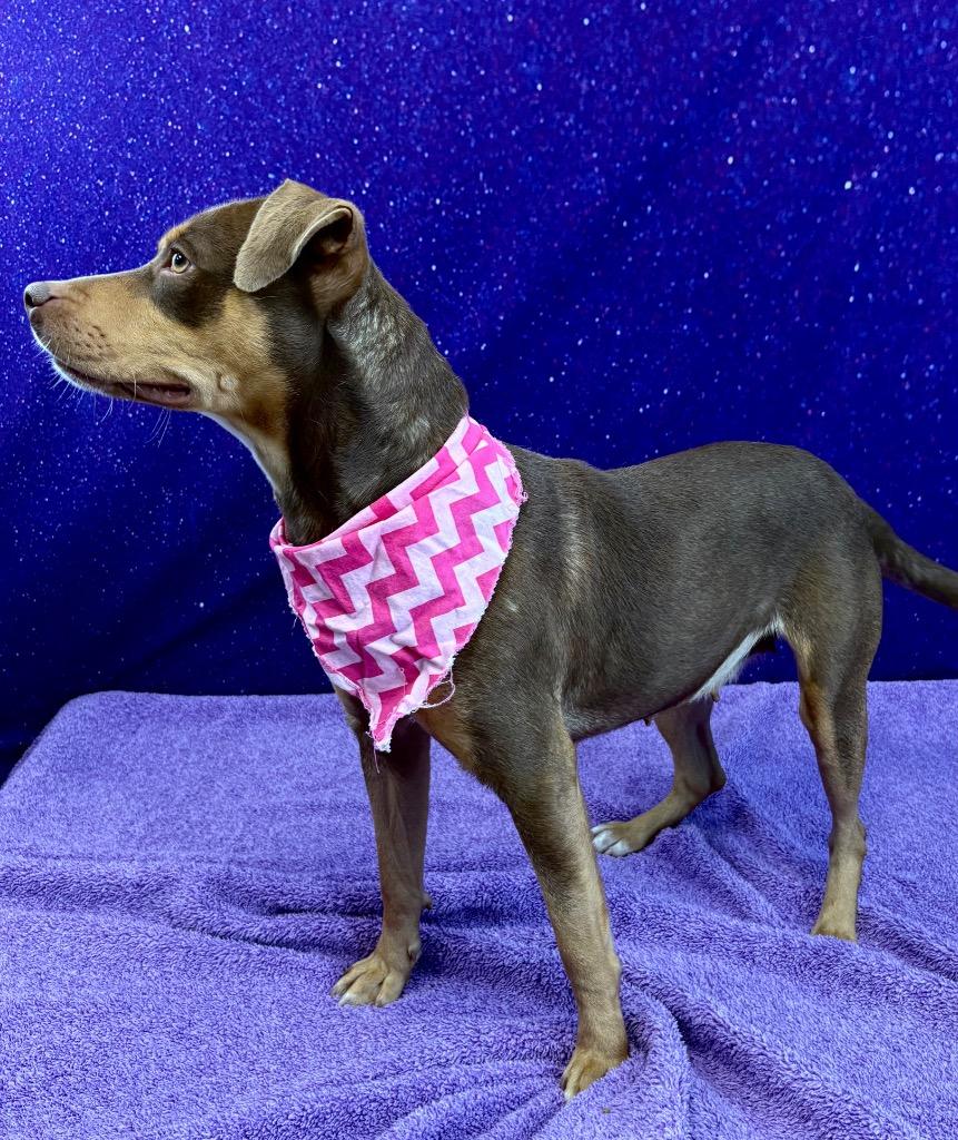 Enlarge Coco Puff, a Adoptable mixed breed in Nacogdoches, TX image 6/6