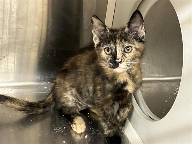 Enlarge ESMERALDA, a Adoptable Domestic Short Hair in Tustin, CA image 1/1