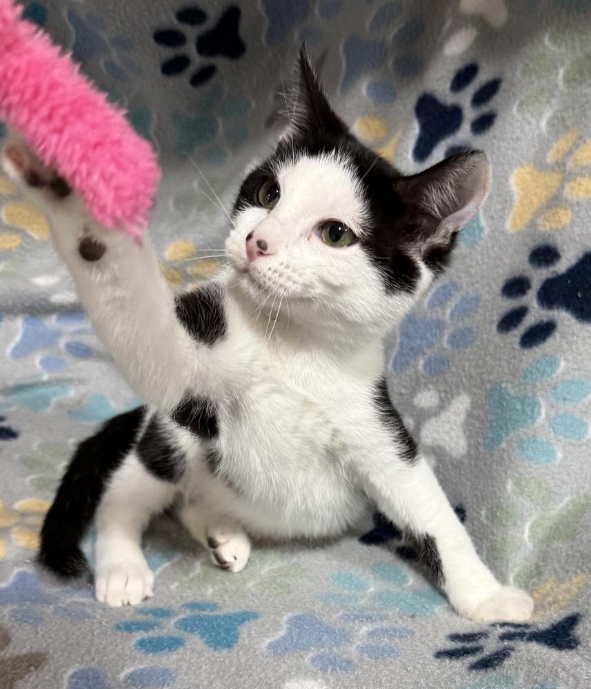 Gum Drop, Adoptable, Kitten Male Domestic Short Hair.