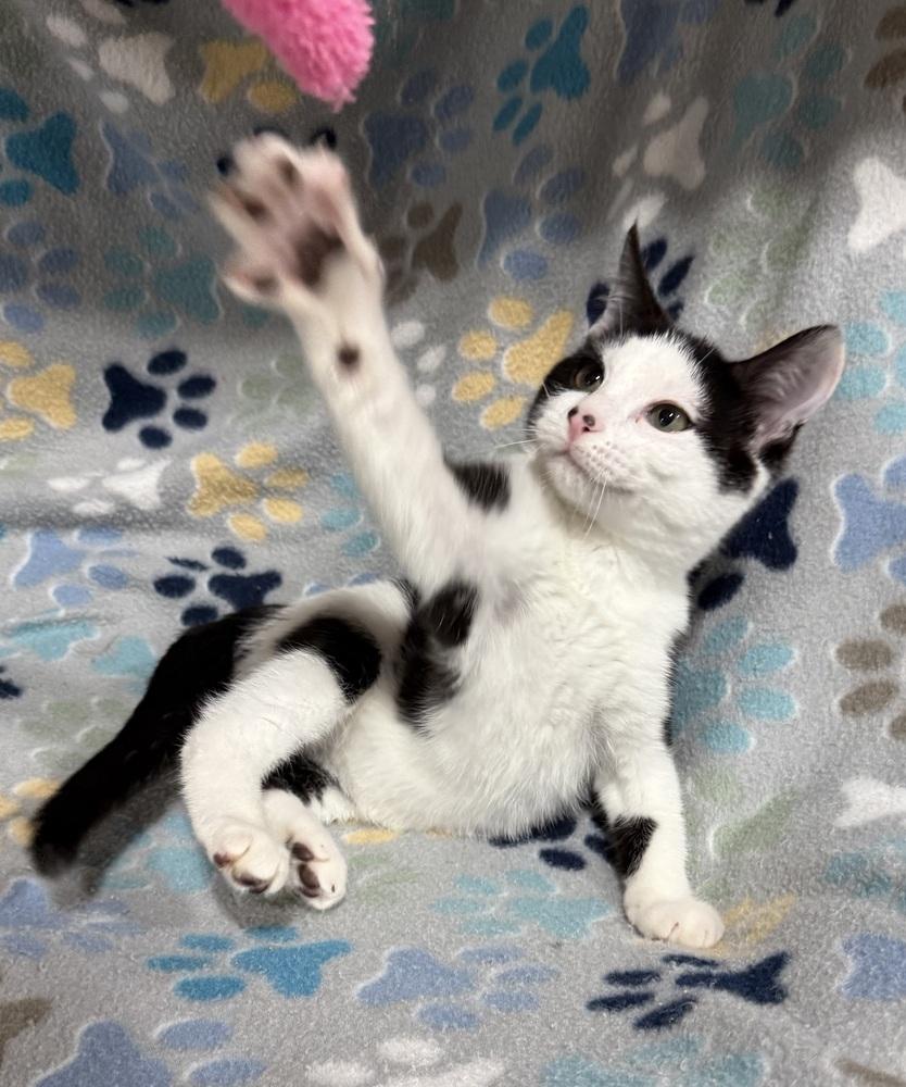 Gum Drop, a Adoptable mixed breed in Jackson, GA image 2/5