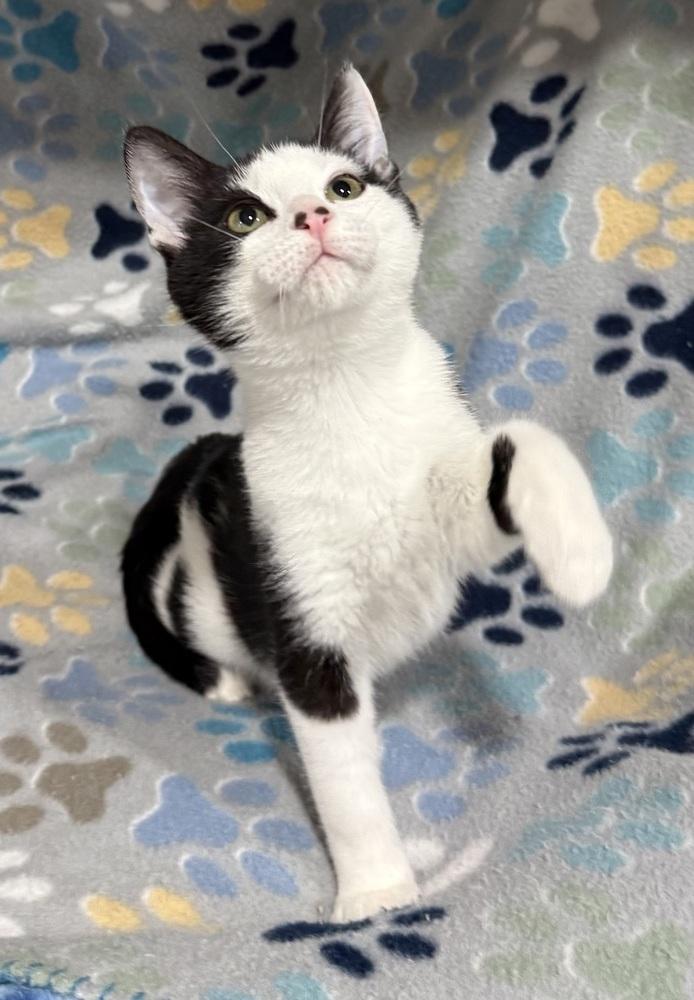 Gum Drop, a Adoptable mixed breed in Jackson, GA image 4/5