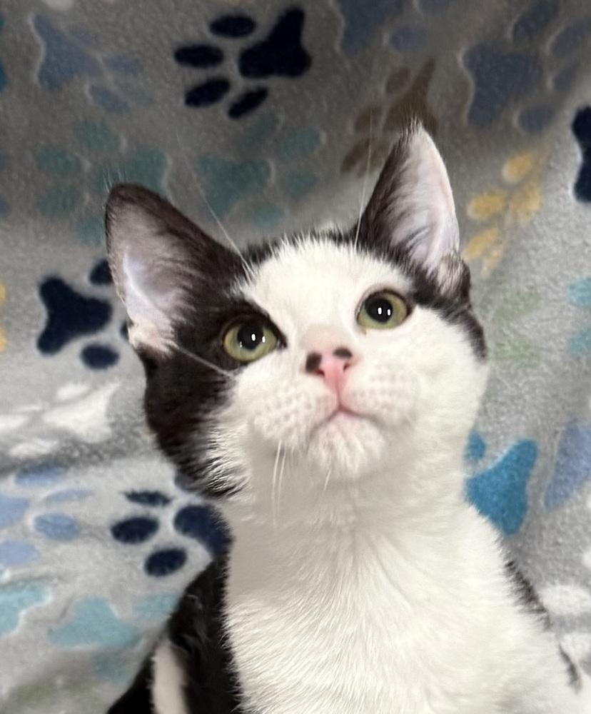 Gum Drop, a Adoptable mixed breed in Jackson, GA image 5/5