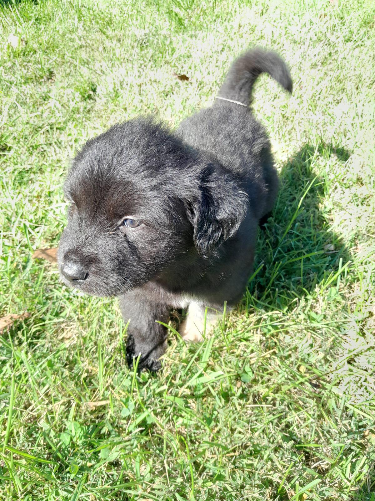 Allie, Adopted, Young Female Great Pyrenees.