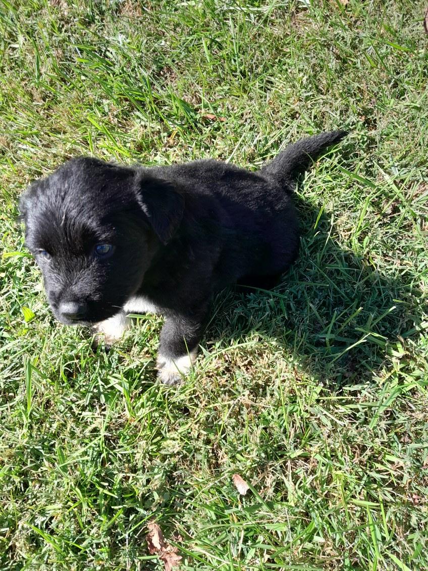 Enlarge Allie, a Adopted Great Pyrenees in Louisville, KY image 2/2