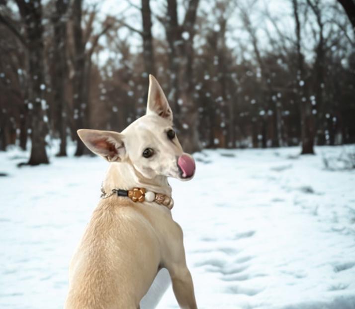Little Lady , a ADOPTABLE Chiweenie in Warrenton, VA image 1/3