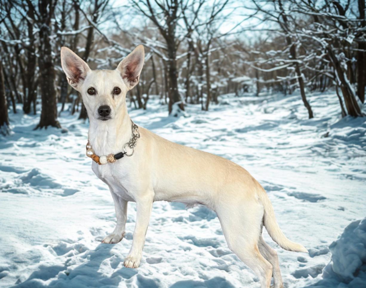 Little Lady , a ADOPTABLE Chiweenie in Warrenton, VA image 2/3
