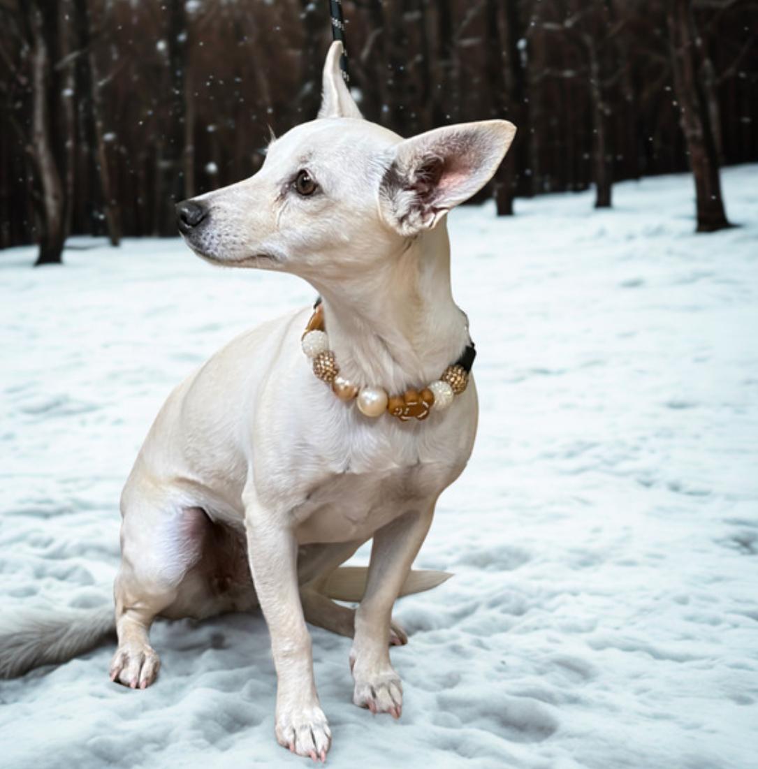 Little Lady , a ADOPTABLE Chiweenie in Warrenton, VA image 3/3