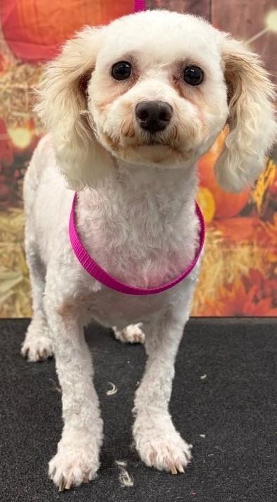 Fluffy, Adoptable, Adult Female Bichon Frise.