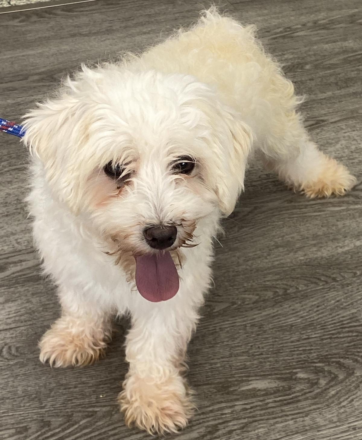Enlarge Fluffy, a Adoptable Bichon Frise in Westminster, MD image 2/3