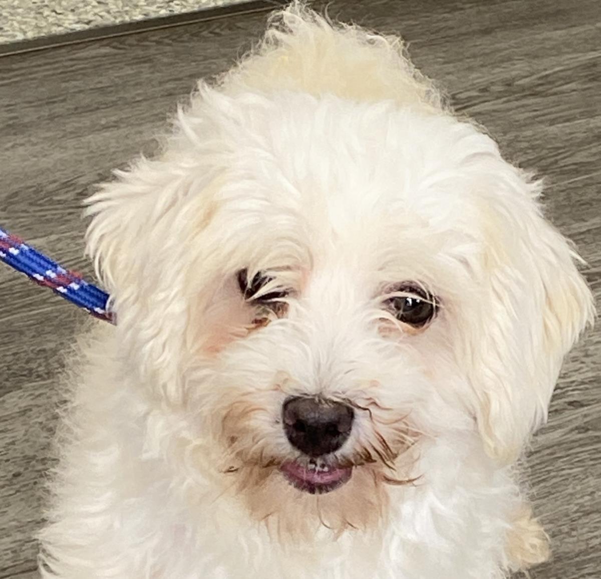 Enlarge Fluffy, a Adoptable Bichon Frise in Westminster, MD image 3/3