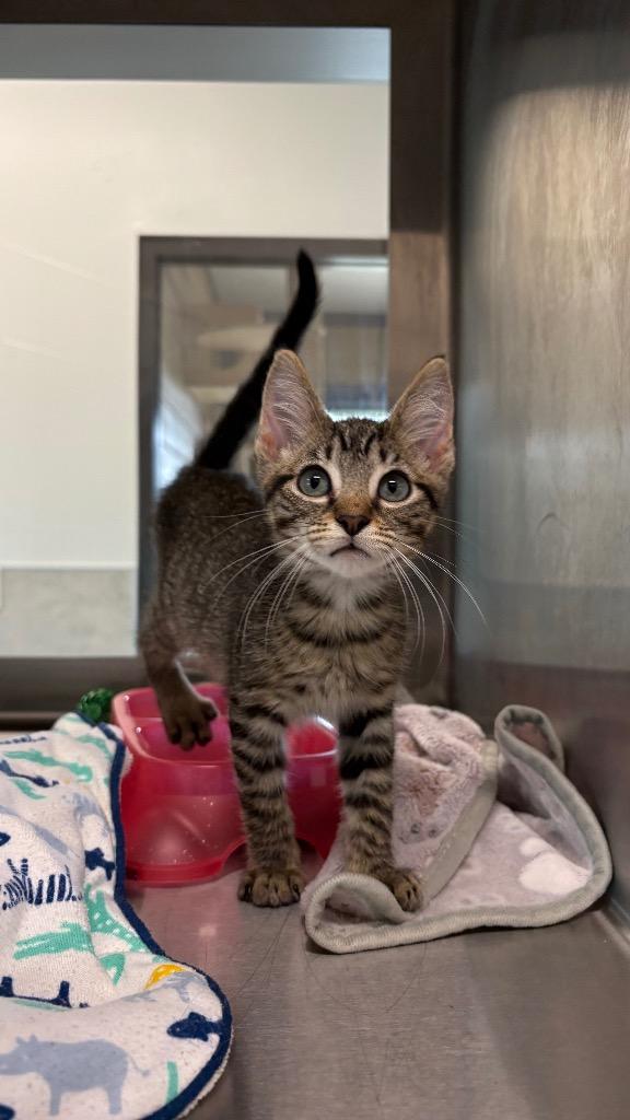 Whisper, Adoptable, Kitten Male Domestic Short Hair.