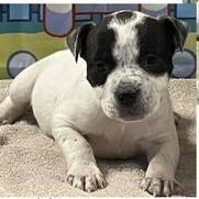 Ariel, a Adoptable mixed breed in Turlock, CA image 1/6