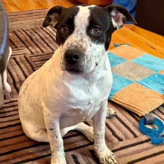 Ariel, a Adoptable mixed breed in Turlock, CA image 2/6