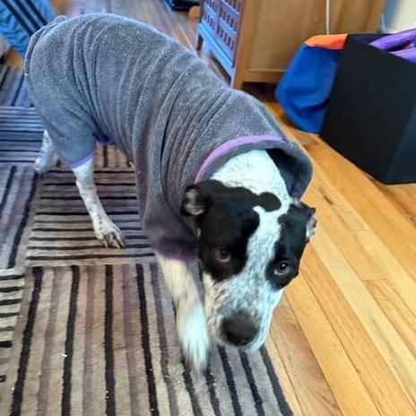 Ariel, a Adoptable mixed breed in Turlock, CA image 3/6