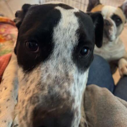 Ariel, a Adoptable mixed breed in Turlock, CA image 4/6