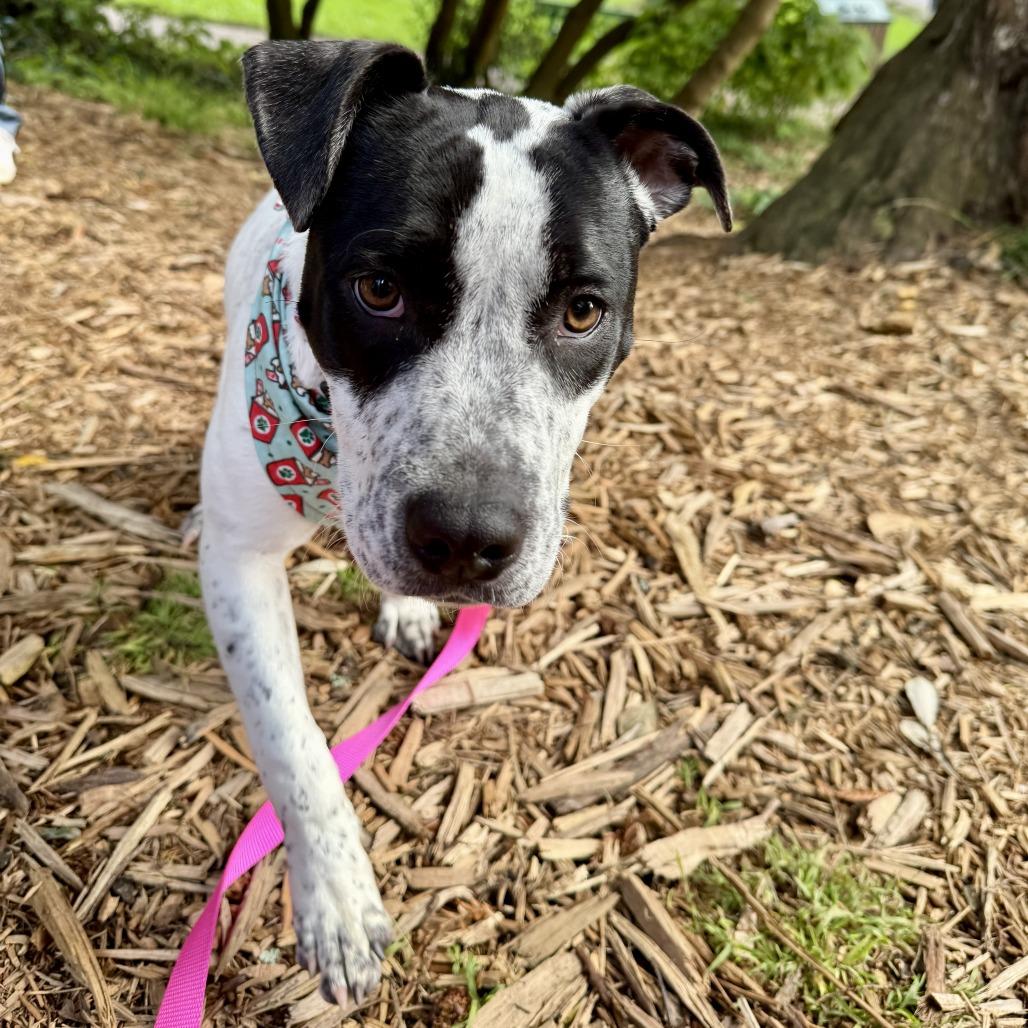 Ariel, a Adoptable mixed breed in Turlock, CA image 5/6
