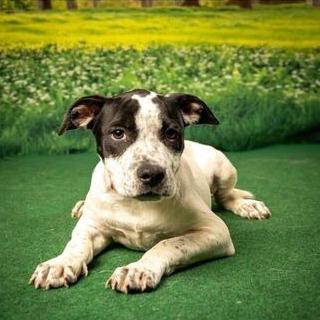 Ariel, a Adoptable mixed breed in Turlock, CA image 6/6