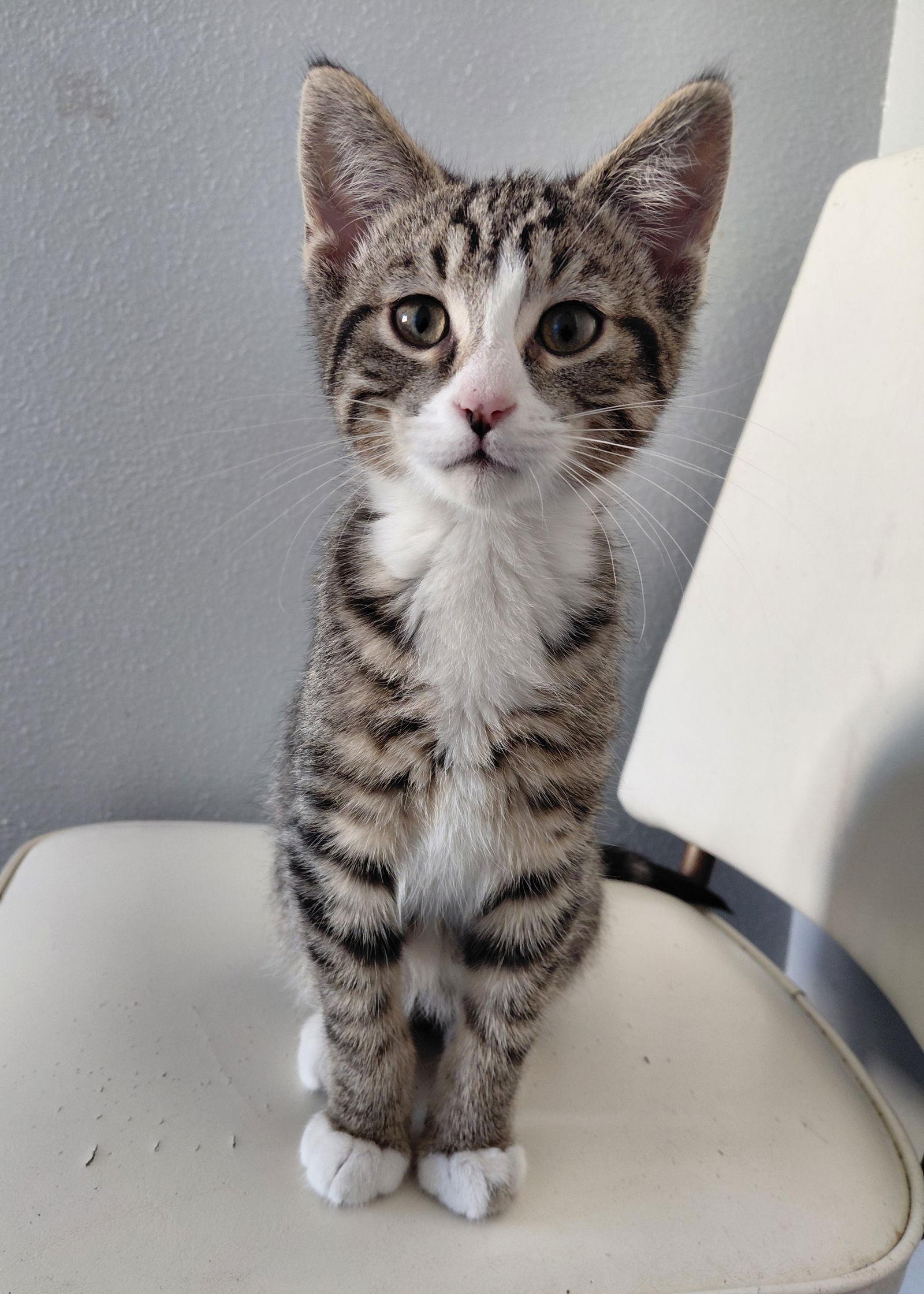 Enlarge Tonic, a Adoptable mixed breed in Montello, WI image 2/3