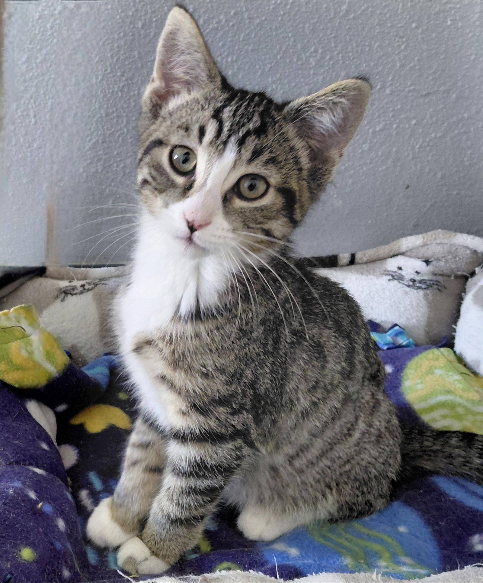 Enlarge Tonic, a Adoptable mixed breed in Montello, WI image 3/3