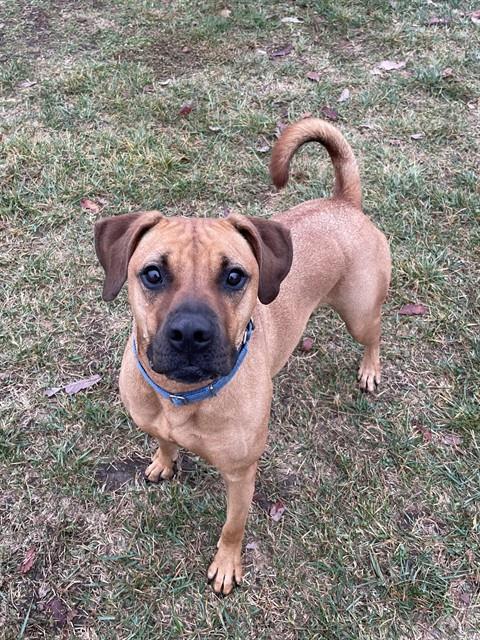 CHRIS, Adoptable, Young Male Black Mouth Cur & Mixed Breed.