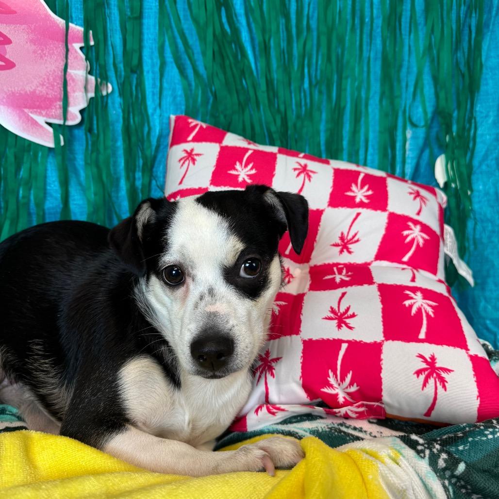 Melanie, Adoptable, Young Male Chihuahua.