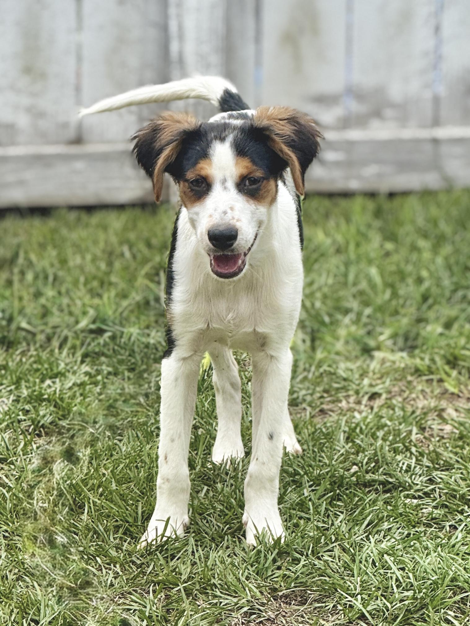 Ears, Young Male Mixed Breed