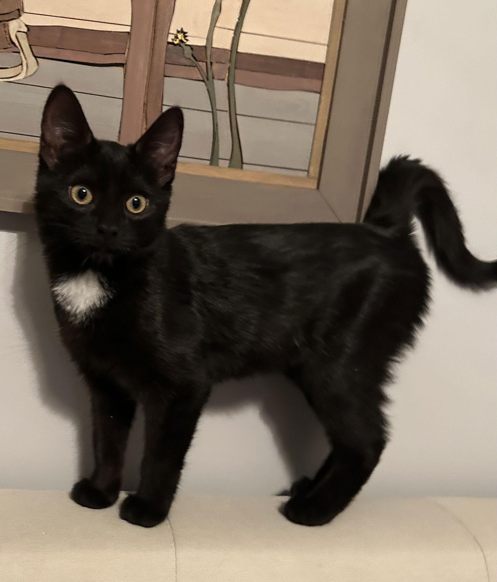 Enlarge Momo J, a Adopted Domestic Short Hair in Trenton, NJ image 1/3