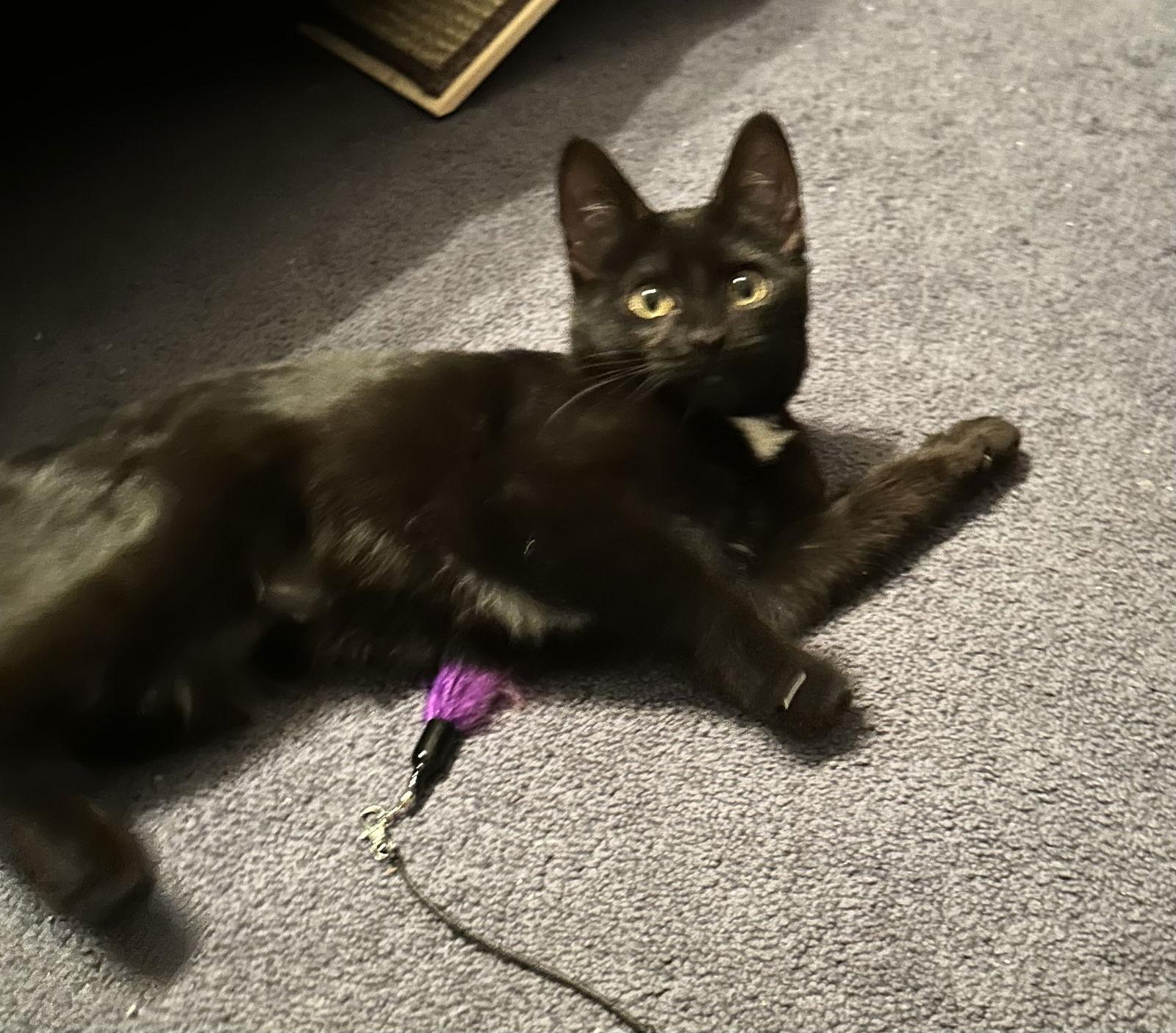 Enlarge Momo J, a Adopted Domestic Short Hair in Trenton, NJ image 3/3