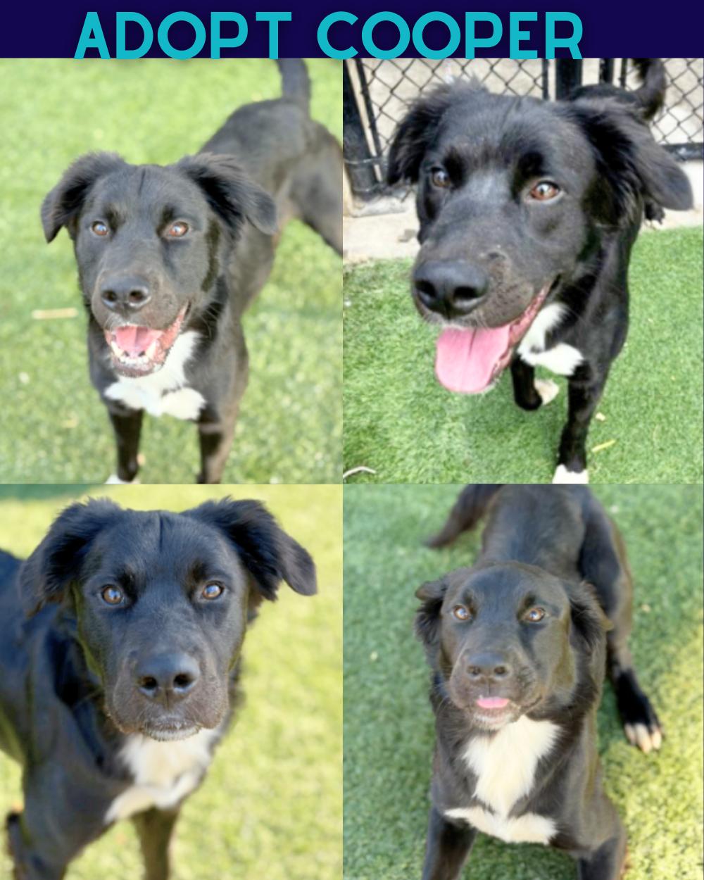 Enlarge Cooper, a Adoptable mixed breed in Boulder, CO image 1/3