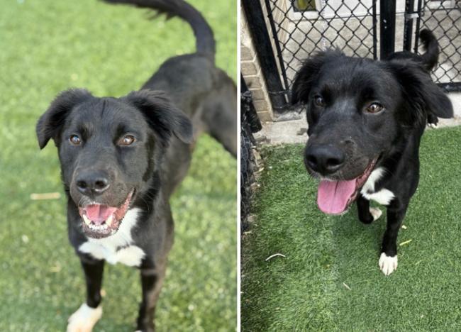 Enlarge Cooper, a Adoptable mixed breed in Boulder, CO image 2/3