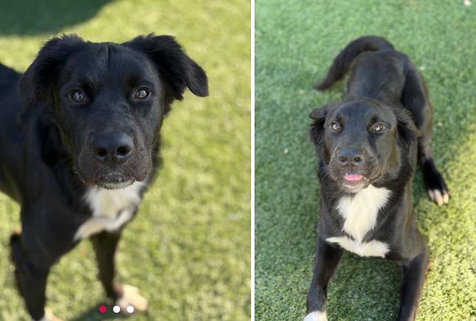 Enlarge Cooper, a Adoptable mixed breed in Boulder, CO image 3/3