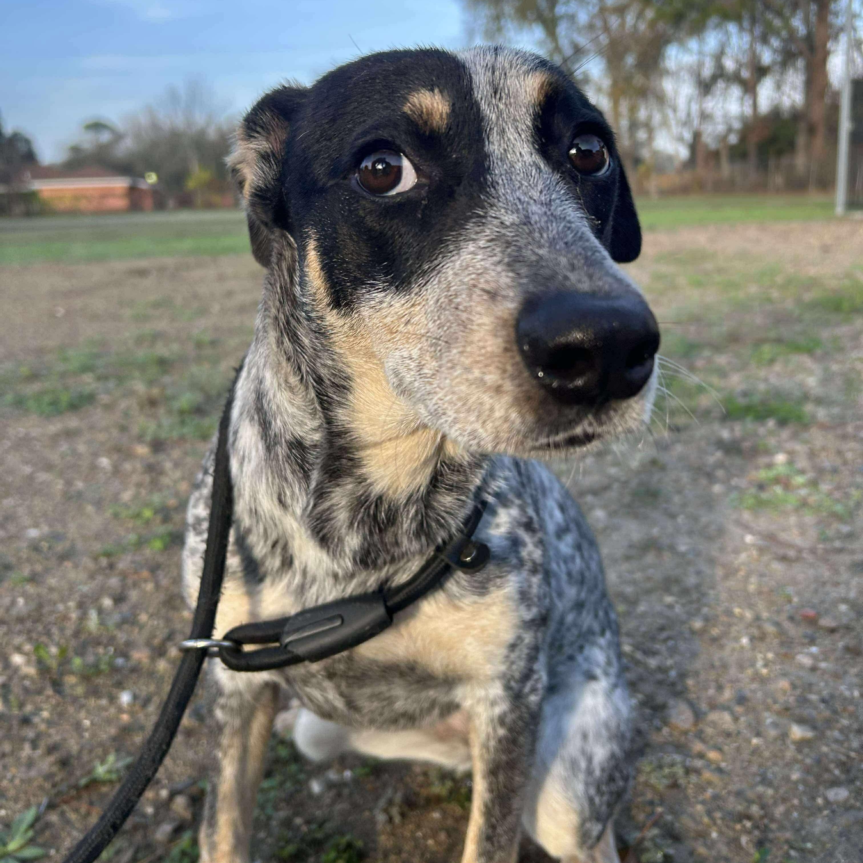Enlarge Gigi, an adopted mixed breed in Leesburg, VA image 4/4