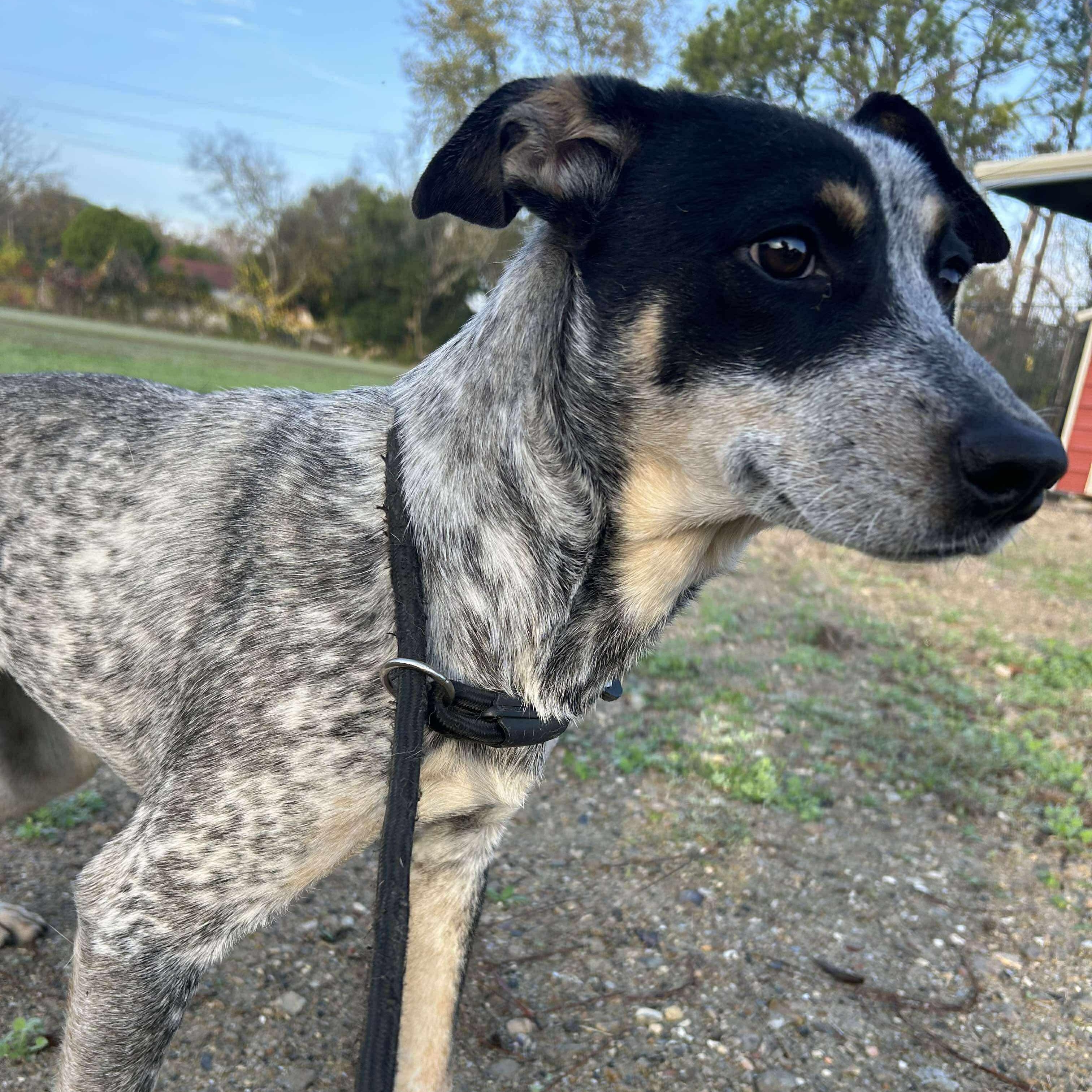 Enlarge Gigi, an adopted mixed breed in Leesburg, VA image 1/4