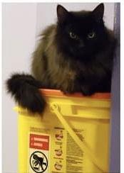 Luna, Adoptable, Adult Female Domestic Medium Hair.