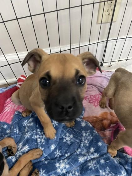 Enlarge Glinda, a Adoptable mixed breed in Lawrenceville, GA image 1/1