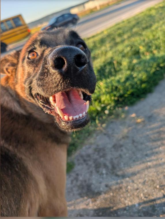 Enlarge Buddy, a ADOPTABLE mixed breed in North York, ON image 6/6