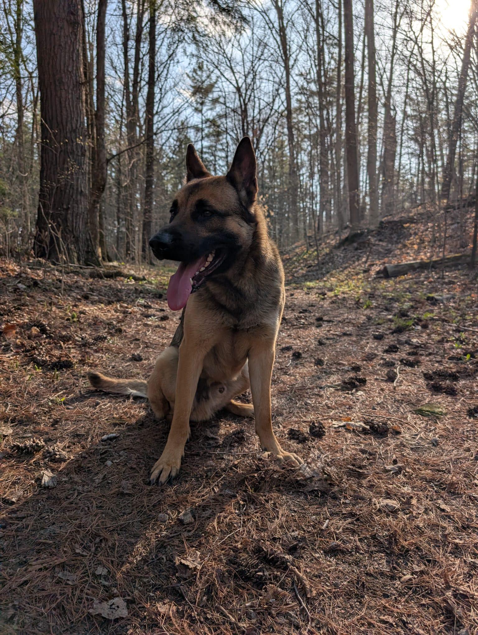 Buddy, ADOPTABLE, Adult Male Belgian Shepherd / Malinois.