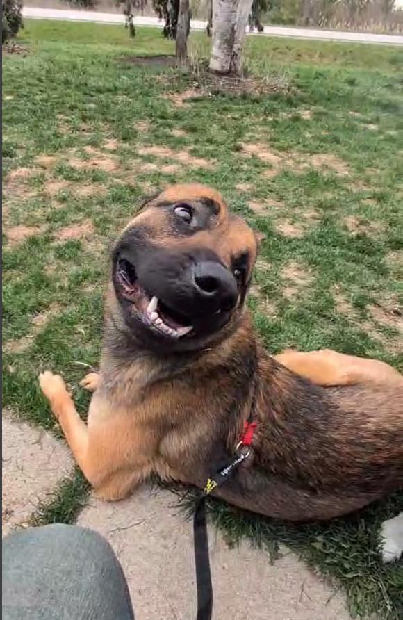 Enlarge Buddy, a ADOPTABLE mixed breed in North York, ON image 4/6
