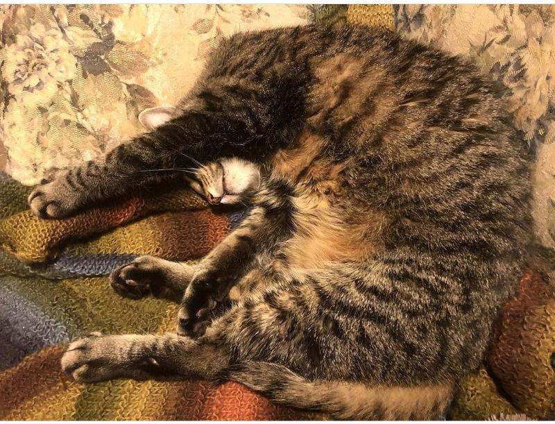 Scruffy, Adoptable, Adult Male Tabby.