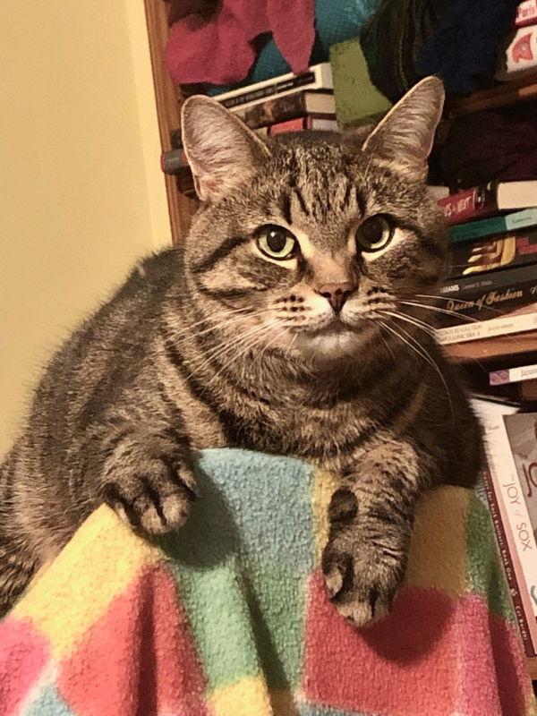 Scruffy, a Adoptable Tabby in Delran, NJ image 2/3