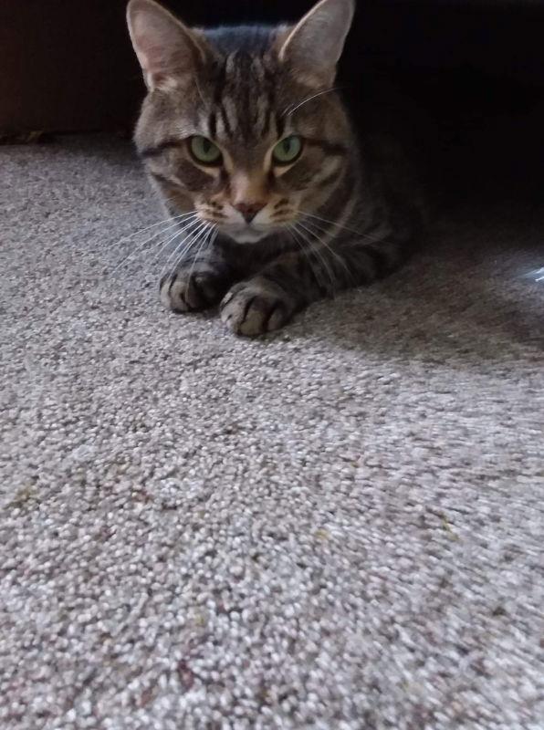 Scruffy, a Adoptable Tabby in Delran, NJ image 3/3