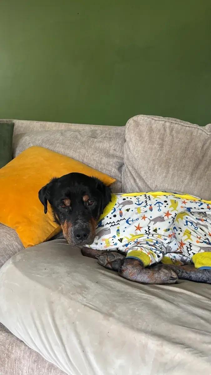 Enlarge Wyatt, a ADOPTABLE Rottweiler in Polk, OH image 2/2