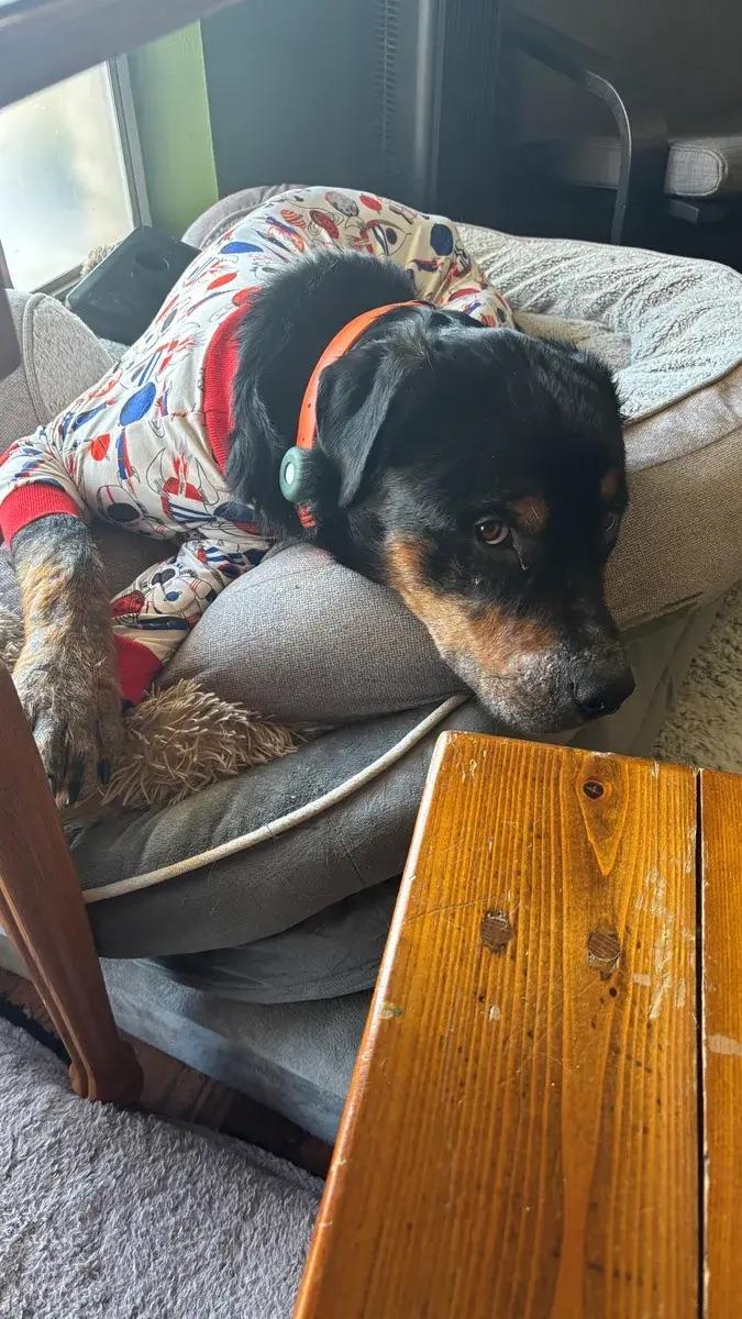 Enlarge Wyatt, a ADOPTABLE Rottweiler in Polk, OH image 1/2